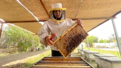 صورة مربية النحل في بابل”نحلاتها تنتج العسل وتطعم تسعين امرأة “